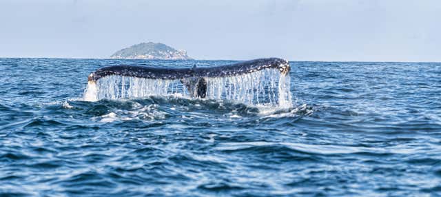 Observation des baleines à Ilhabela
