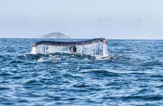Whale Watching in Ilhabela