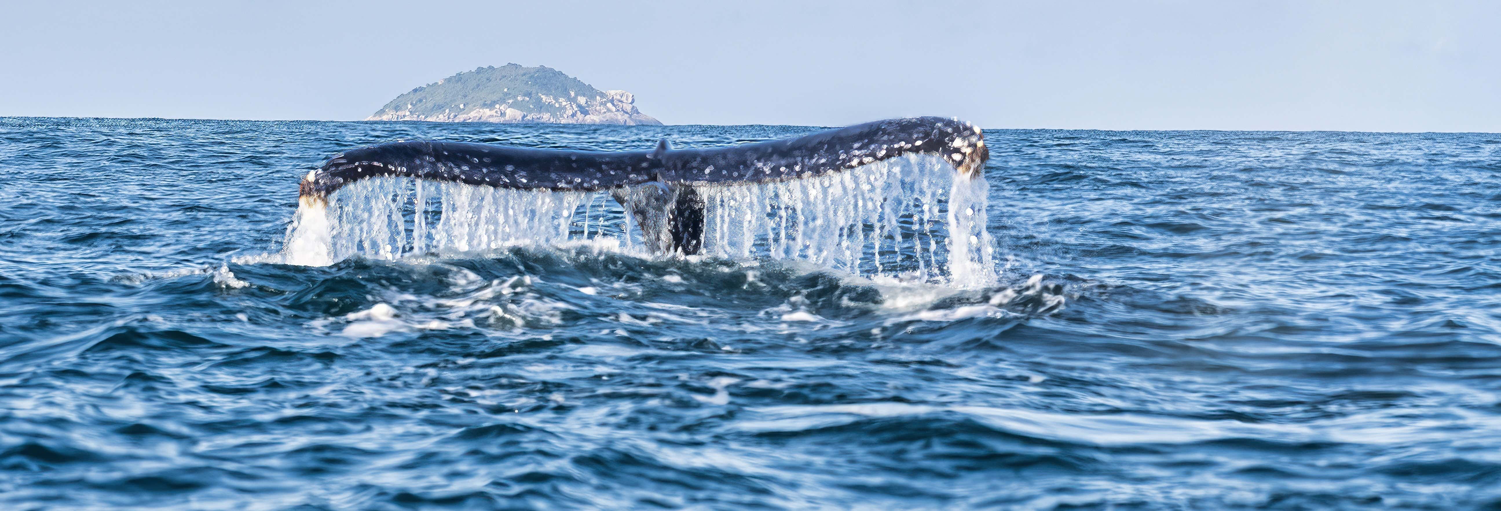 Observation des baleines à Ilhabela