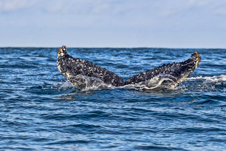 Imagen 7