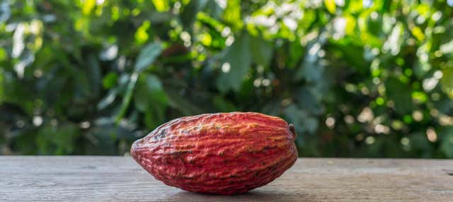 Visita a una tenuta di cacao
