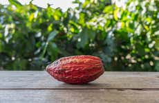 Day Trip to a Cocoa Farm