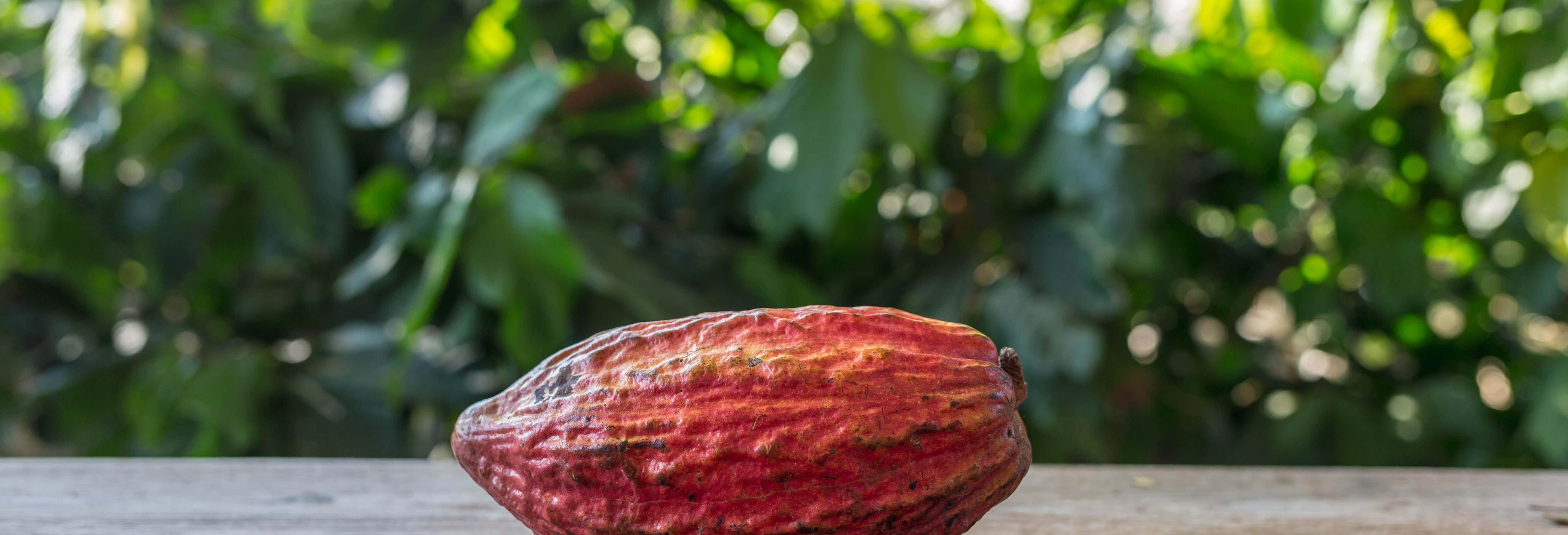 Day Trip to a Cocoa Farm