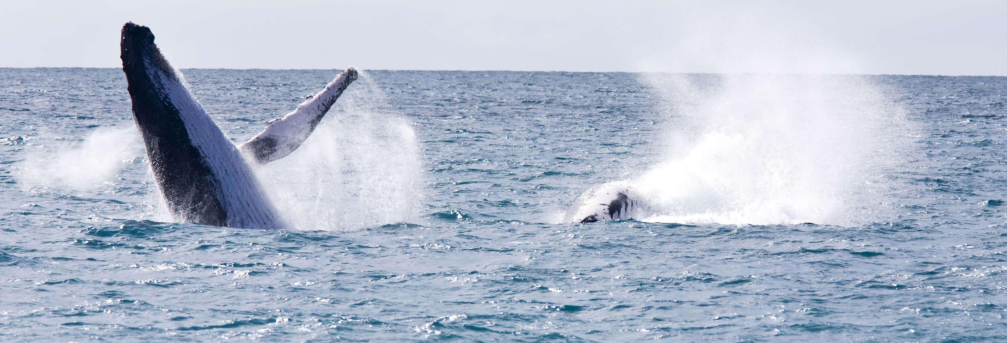 Boipeba Island Whale-Watching