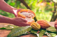 Vila Rosa Cacao Farm Tour