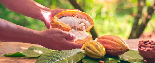 Visite de la plantation de cacao Vila Rosa