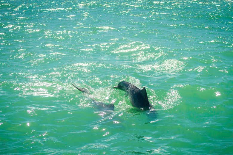 Imagen 4