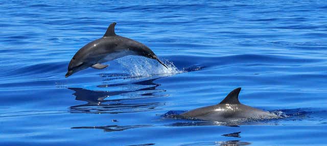 Avvistamento di delfini pescatori a Laguna