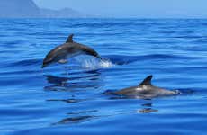 Dolphin Watching in Laguna