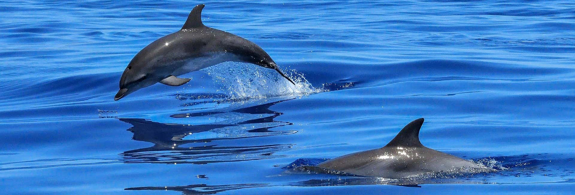 Dolphin Watching in Laguna