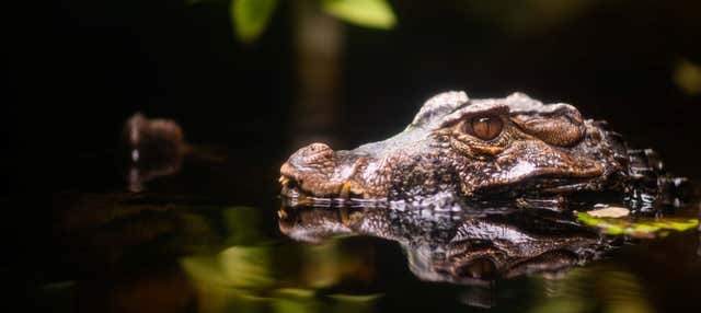 Avvistamento serale di caimani nel fiume Negro