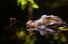 Rio Negro Nighttime Alligator-Watching