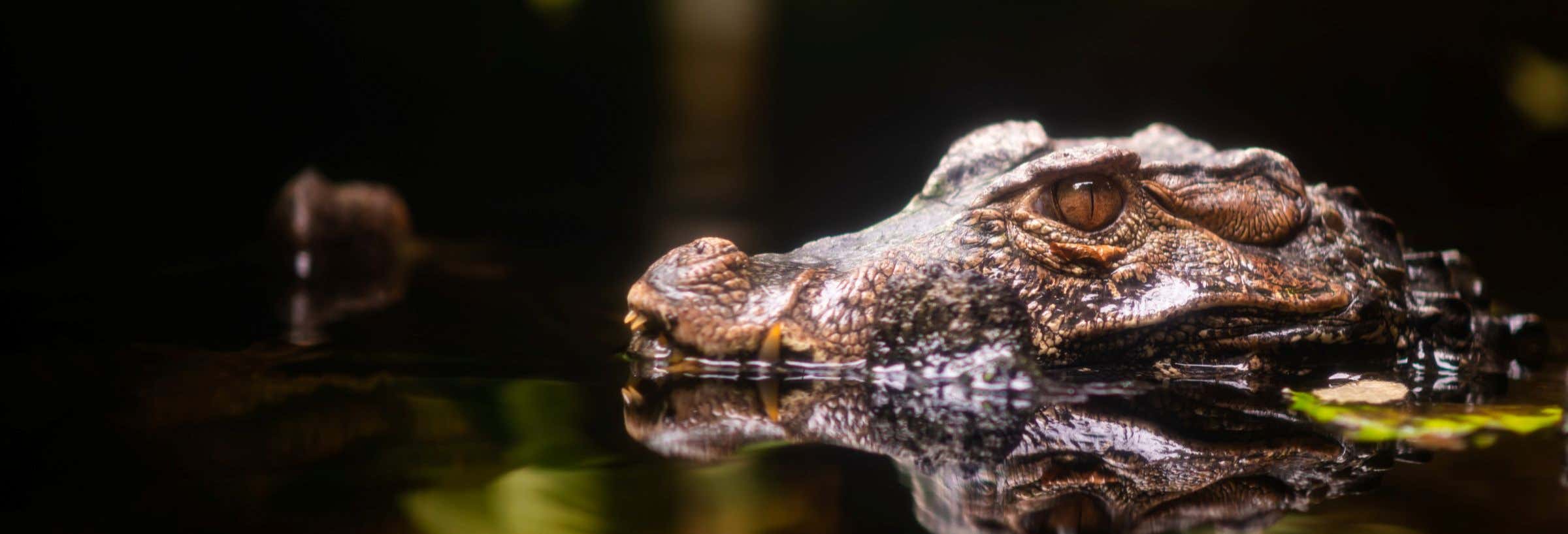 Avvistamento serale di caimani nel fiume Negro