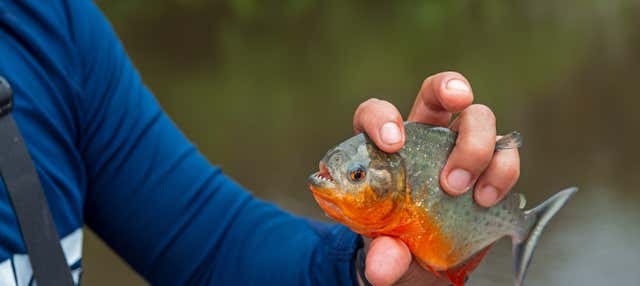 Escursione al Rio Negro + Pesca di piranha