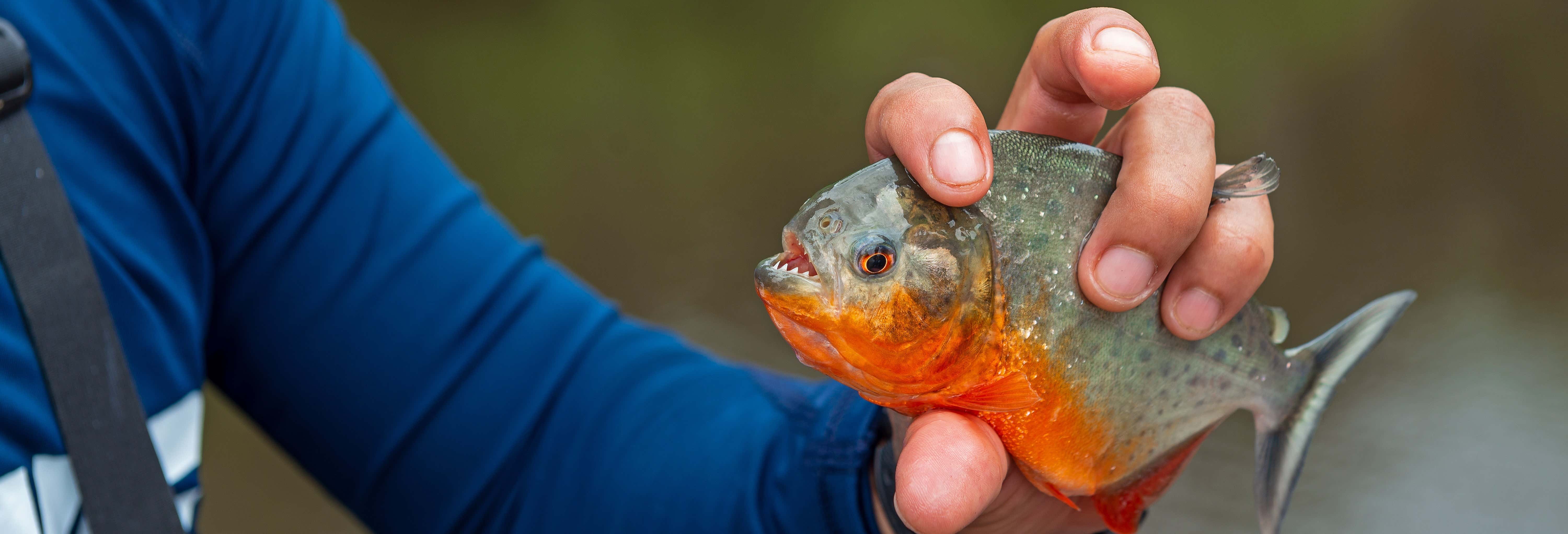 Escursione al Rio Negro + Pesca di piranha