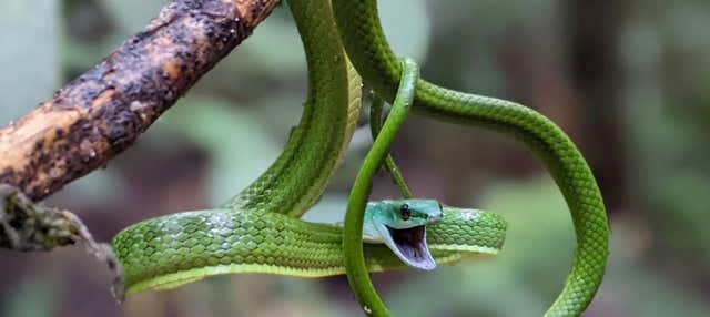 Tour del Museo dell'Amazzonia