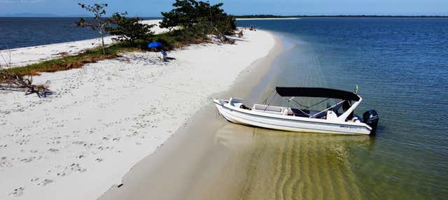 Avvistamento di delfini all'isola di Marambaia