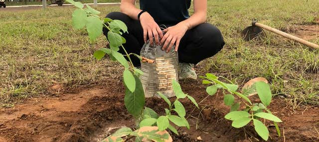 Piantare un albero nel Bosque dos Visitantes