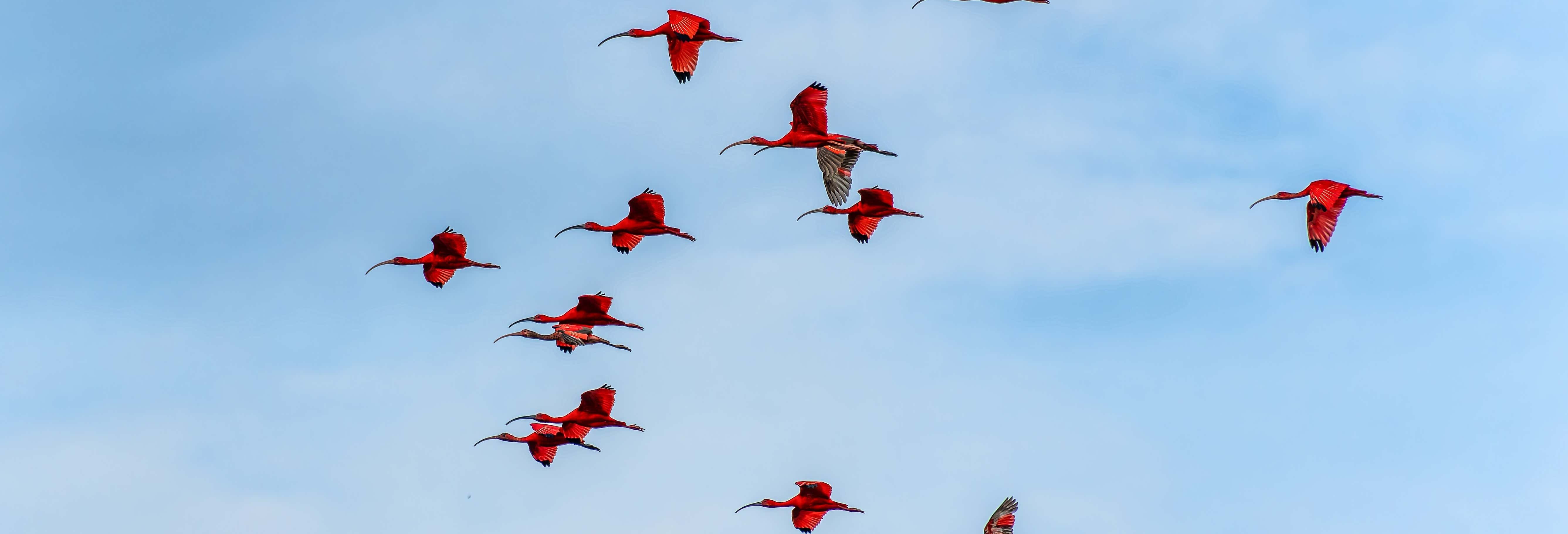 Revoada dos Guarás al tramonto sul delta del Parnaíba