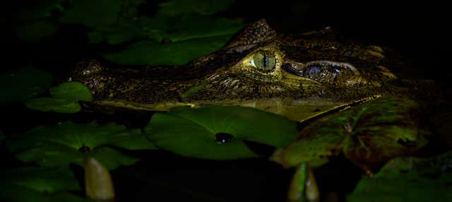 Safari serale al delta del Parnaíba