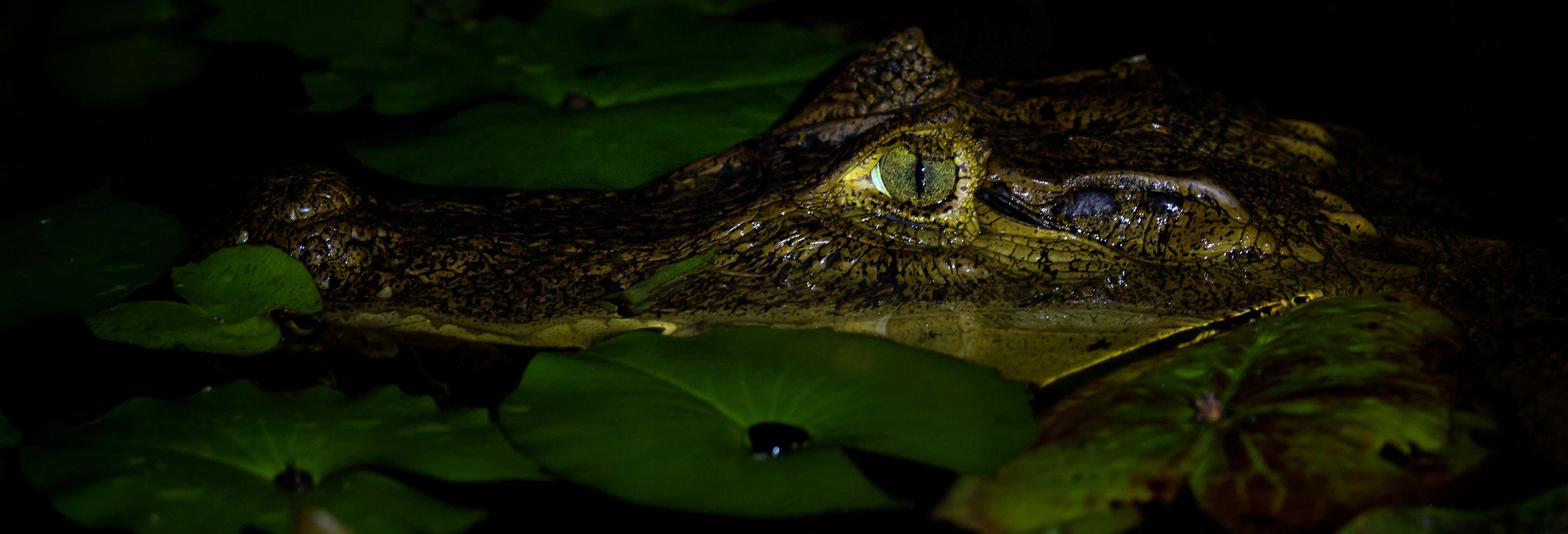 Safari serale al delta del Parnaíba