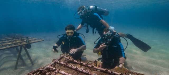 Inmersión Oceánica: bautismo de buceo y cultivo de corales en Porto de Galinhas