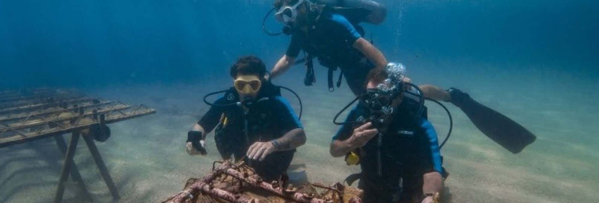 Inmersión Oceánica: bautismo de buceo y cultivo de corales en Porto de Galinhas