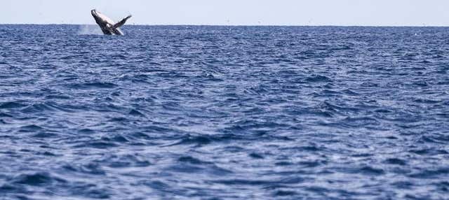 Avvistamento di balene a Porto Seguro