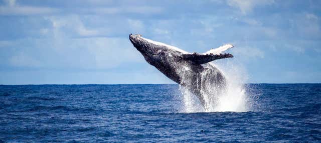 Whalewatching a Rio de Janeiro