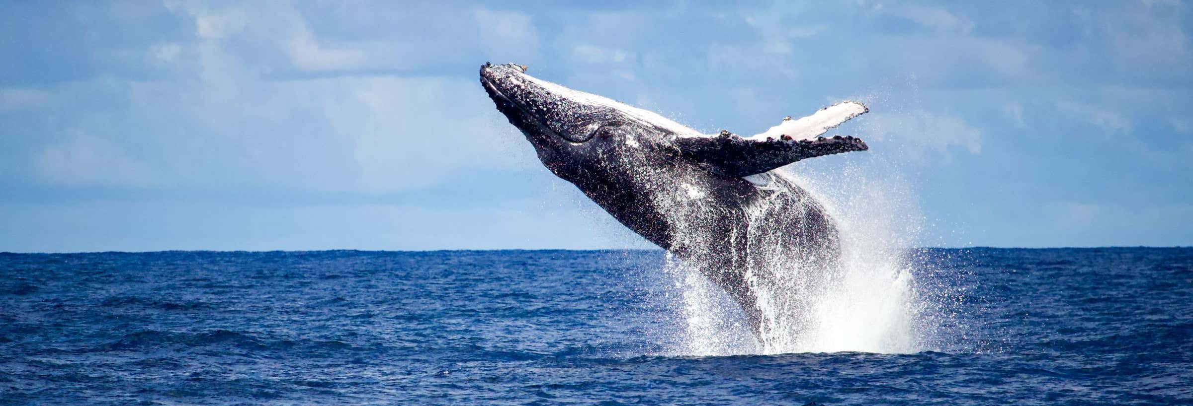 Whalewatching a Rio de Janeiro