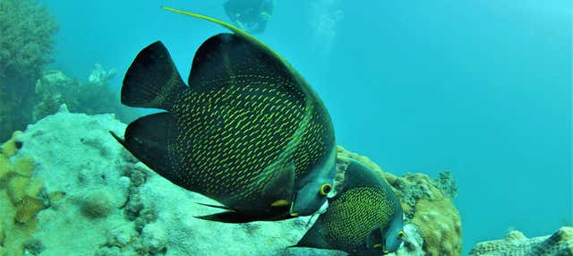 Immersione ad Arraial do Cabo