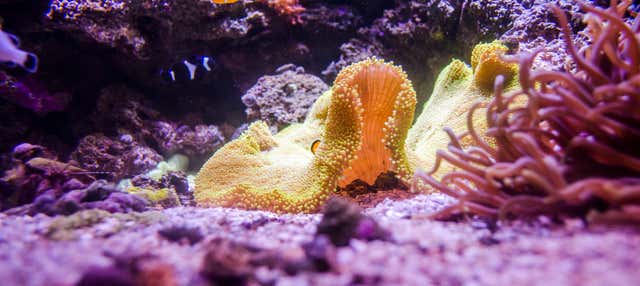 Biglietti per AquaRio