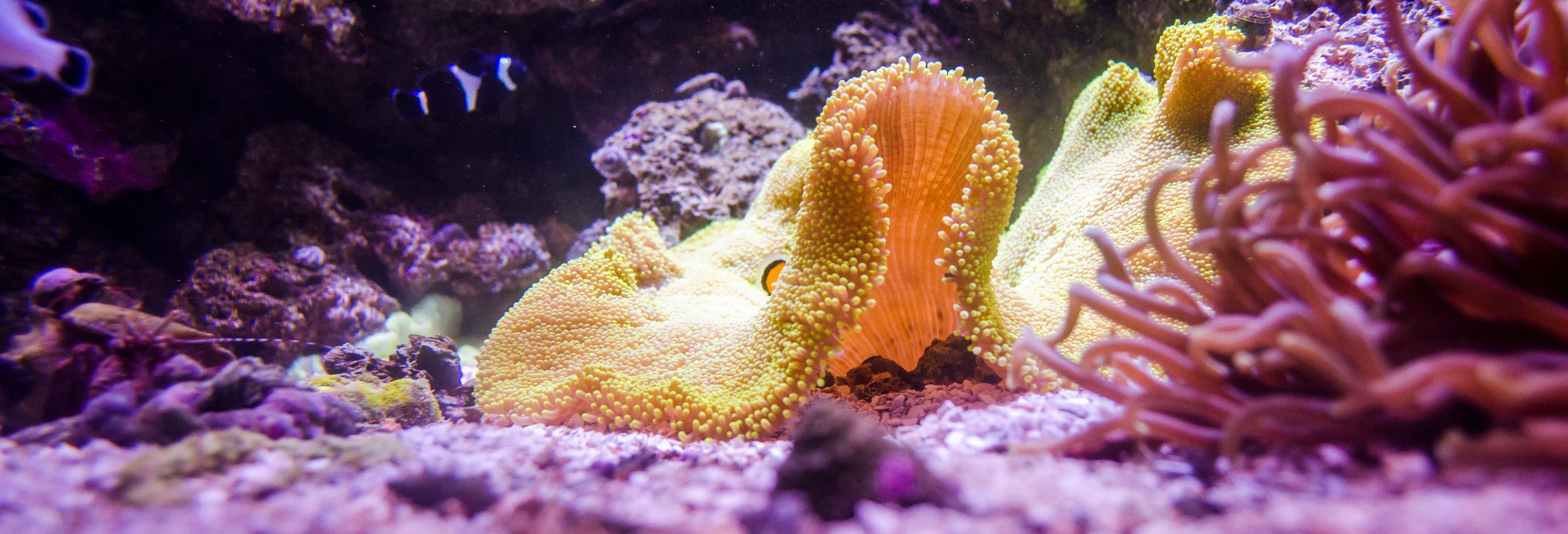 Biglietti per AquaRio