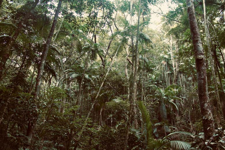 Tijuca National Park Cave & Waterfall Hike