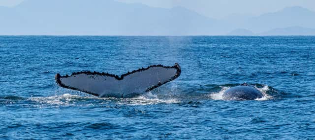 Tour privado de avistamiento de ballenas