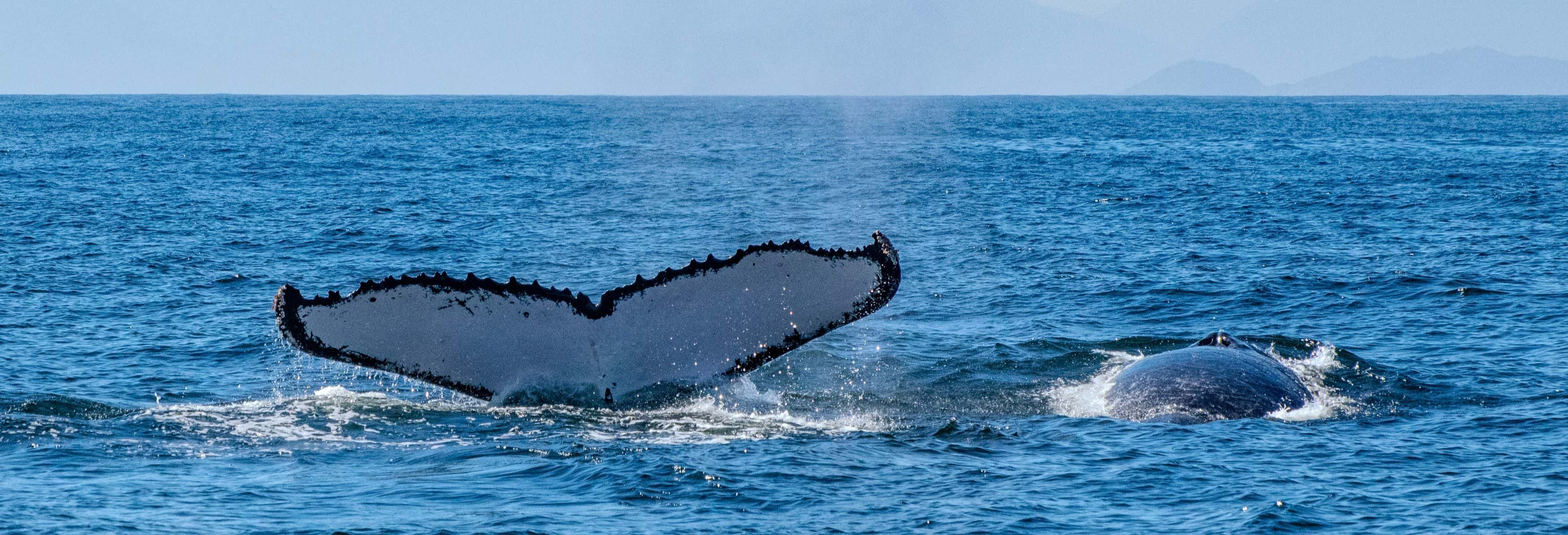 Tour privado de avistamiento de ballenas