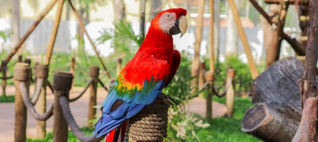 Trasporto con biglietti per il BioParco di Rio