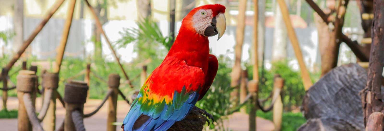 Trasporto con biglietti per il BioParco di Rio