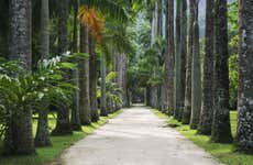 Botanical Garden + Tijuca Forest Tour