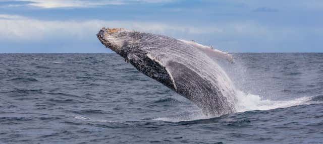 Observation de baleines à Salvador de Bahía