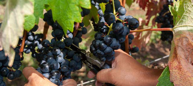 Tour dei vigneti di Villaggio Bassetti in bicicletta