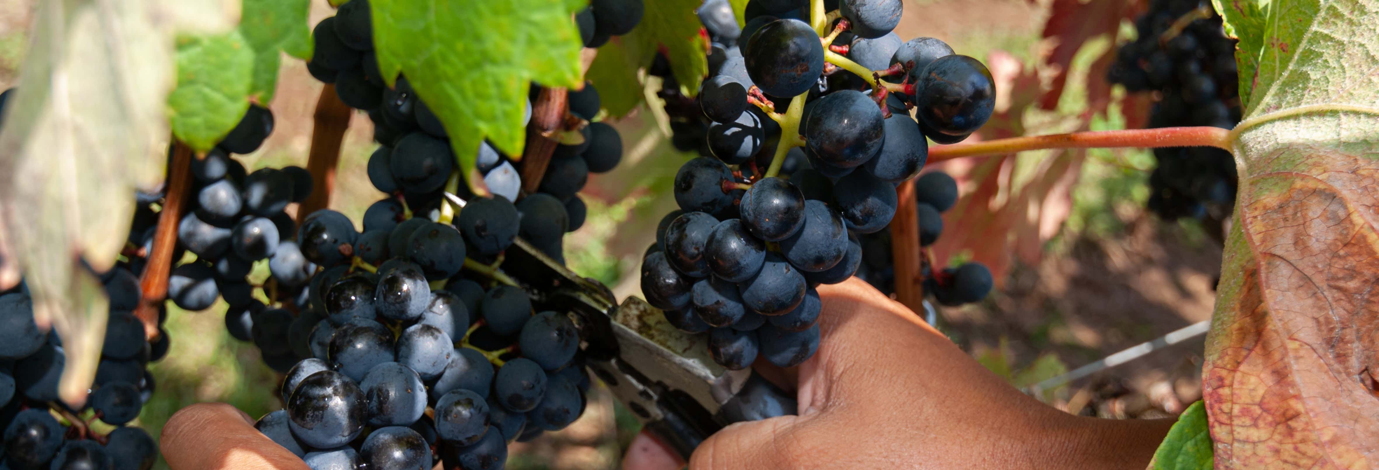 Villaggio Bassetti Vineyards Bike Tour