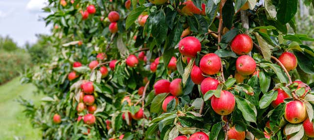 Tour dei meleti di São Joaquim