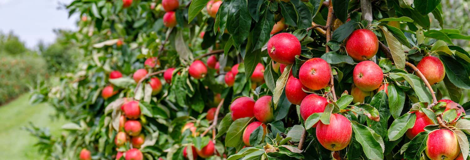 São Joaquim Apple Tour