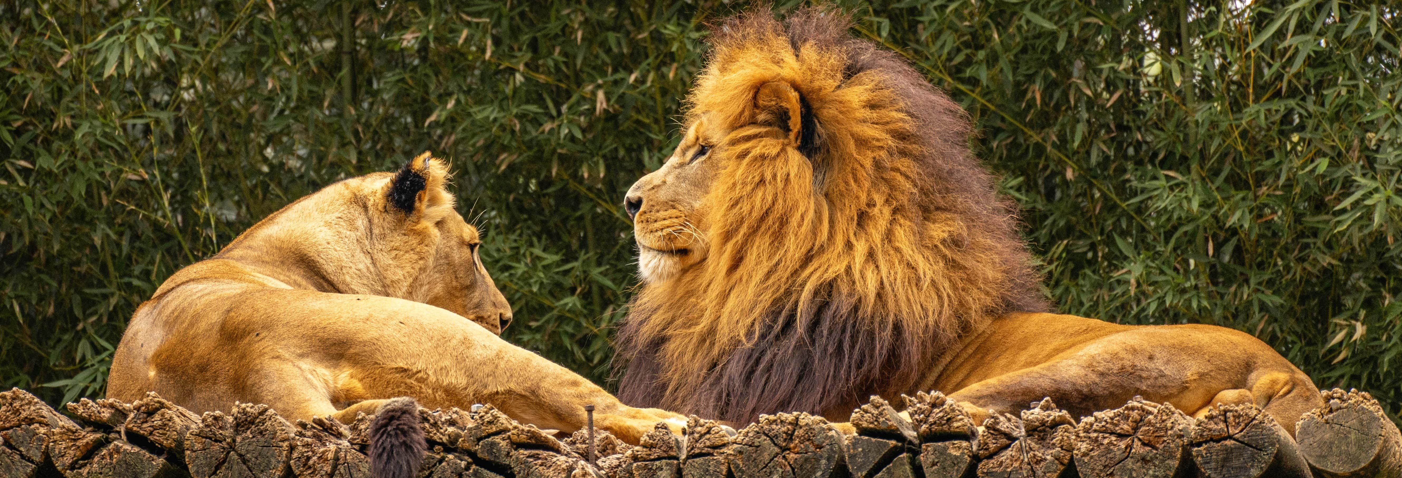 Billet pour le zoo de São Paulo