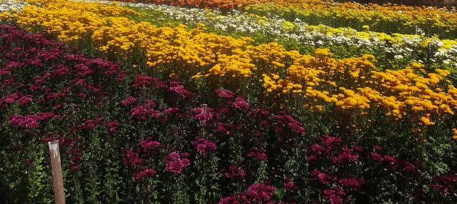 Escursione a Holambra