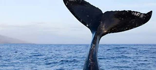 Whale watching a São Sebastião