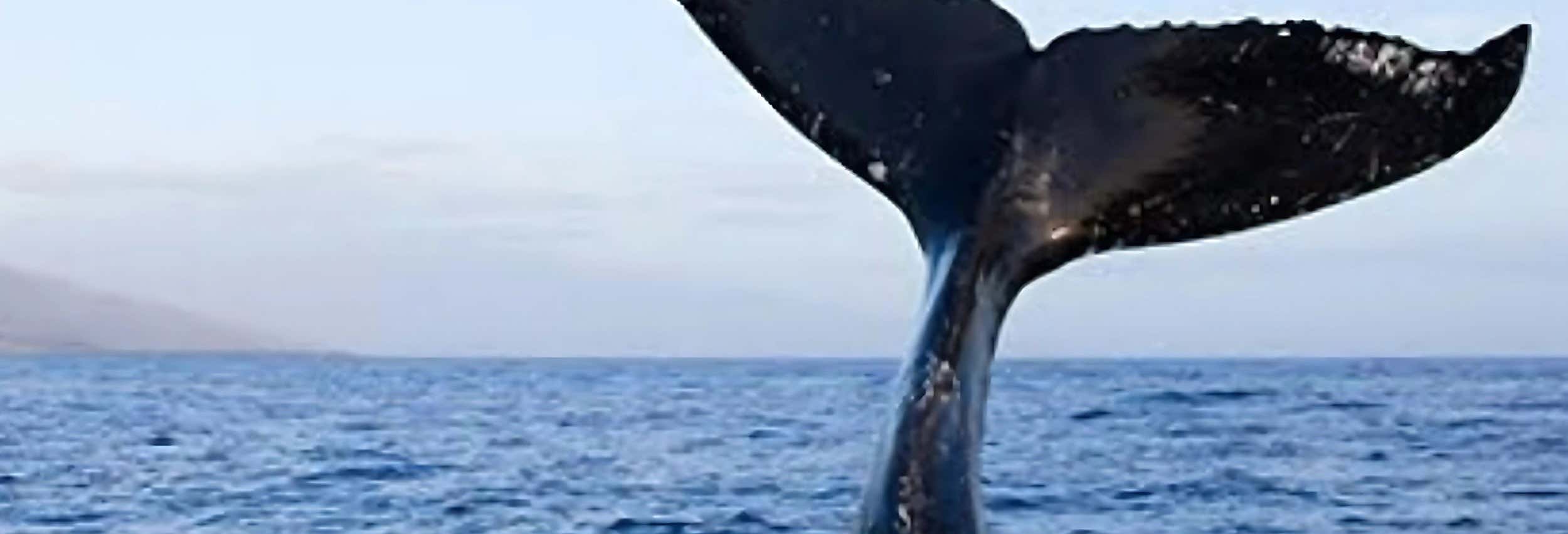 Whale watching a São Sebastião