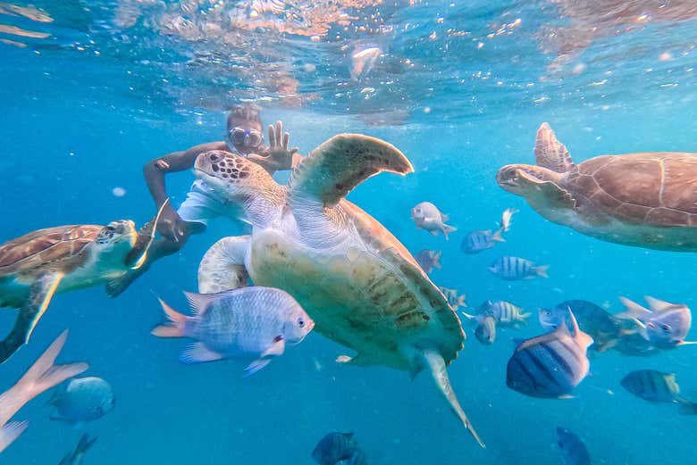 Mindelo Turtle Snorkelling Tour