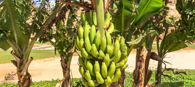 Visita a una piantagione di banane + Lezione di cucina